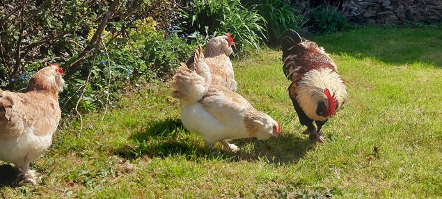 Oeufs de Faverolles