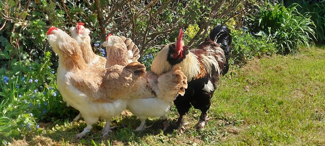 Oeufs de Faverolles