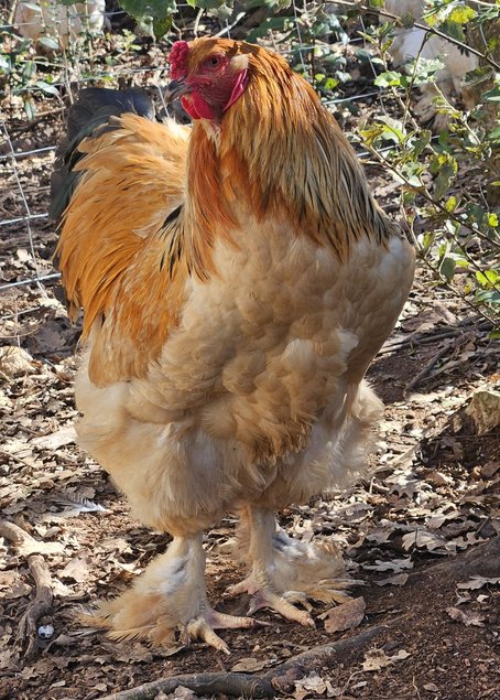 brahma fauve herminé noir