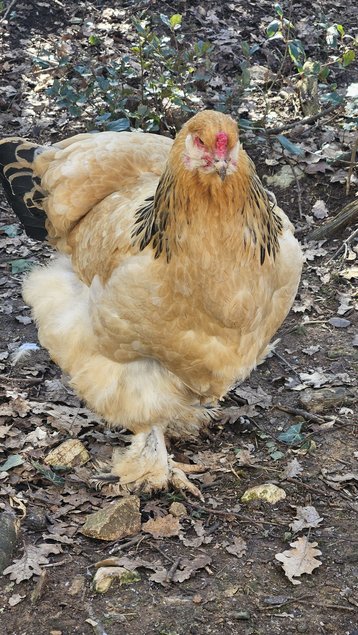 brahma fauve herminé noir
