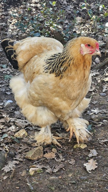 brahma fauve herminé noir
