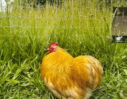 Bantam de Pékin pure Fauve