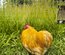 Bantam de Pékin pure Fauve