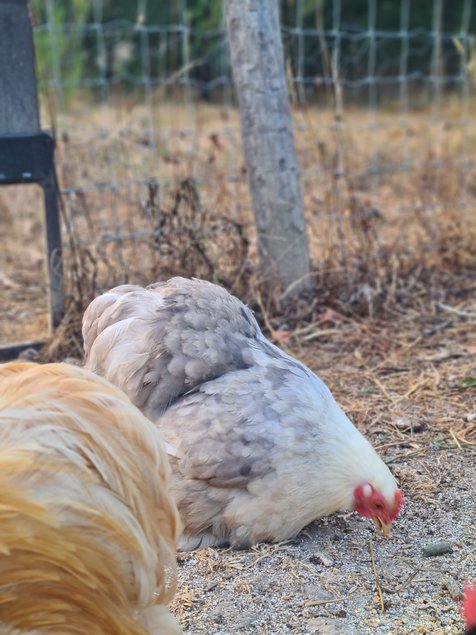 Pure race Bantam de Pékin