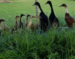 🦆Canard Coureur indien ( oeufs fécondée)