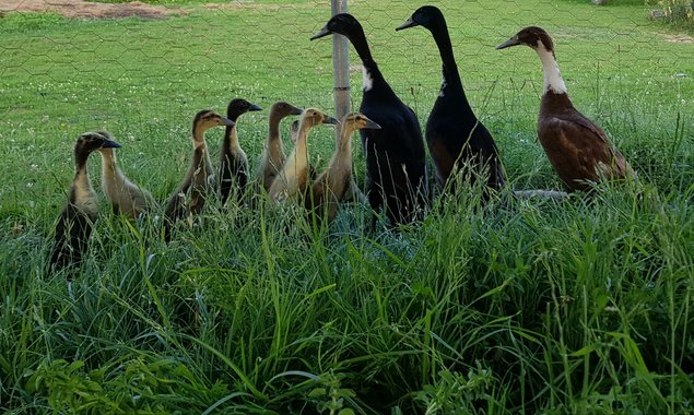 🦆Canard Coureur indien ( oeufs fécondée)