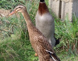 Canard coureur indien Sauvage