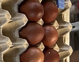 oeufs de marans fécondés