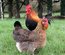 Œufs fécondés Poule Marans Saumon doré SD