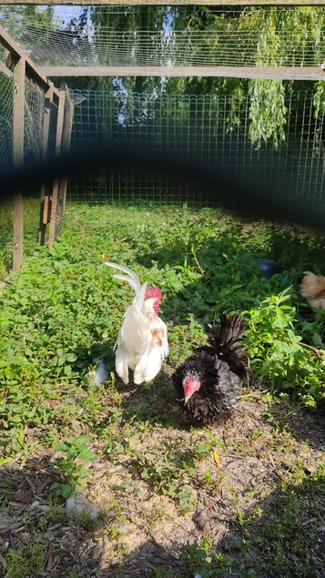 Oeufs à couver Seramas