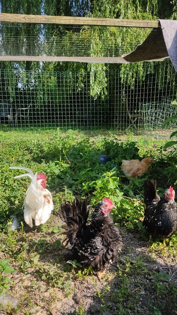 Oeufs à couver Seramas