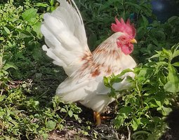Oeufs à couver Seramas