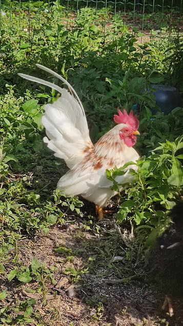 Oeufs à couver Seramas