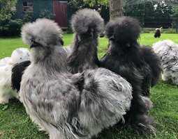 Œufs fécondés poule de soie barbue GR