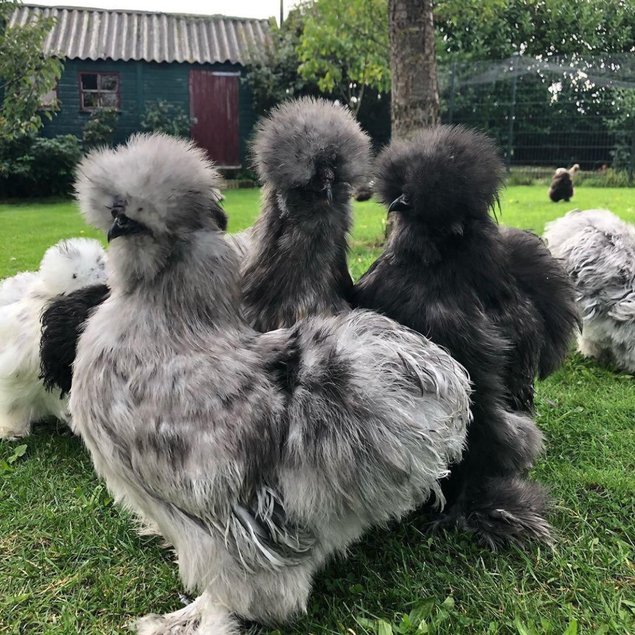 Œufs fécondés poule de soie barbue GR