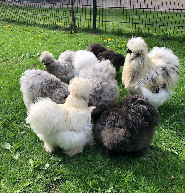 Œufs fécondés poule de soie barbue GR