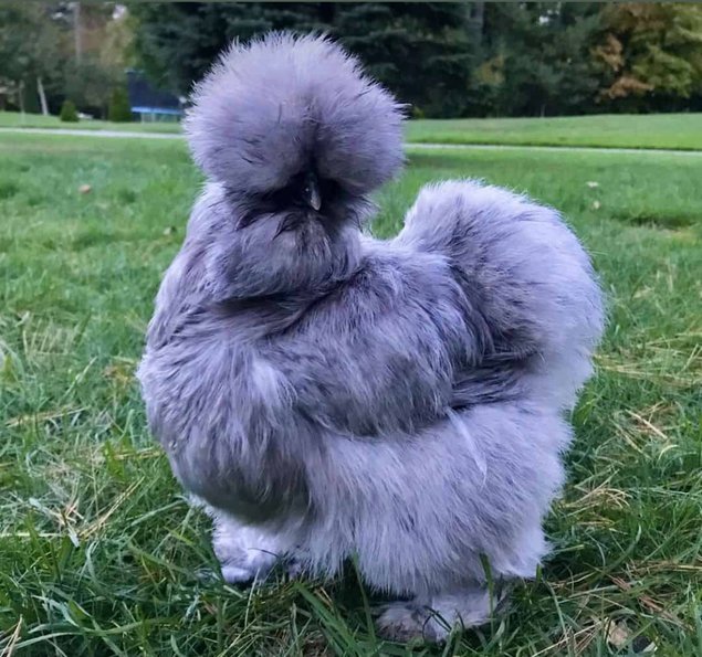 Œufs fécondés poule de soie barbue GR
