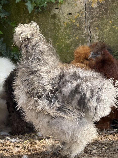 Œufs fécondés poule soie splash bleue noire