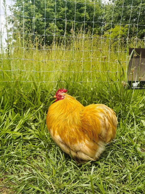 Pure race Bantam de Pékin