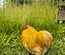 Pure race Bantam de Pékin