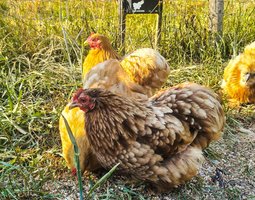Pure race Bantam de Pékin