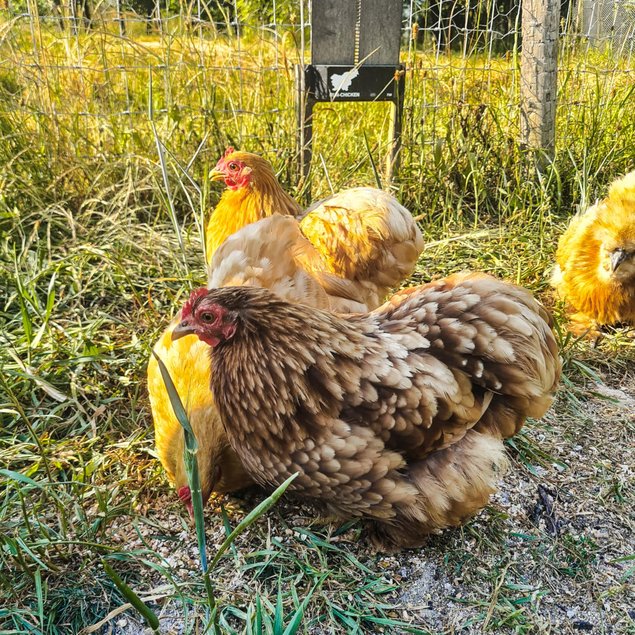 Pure race Bantam de Pékin