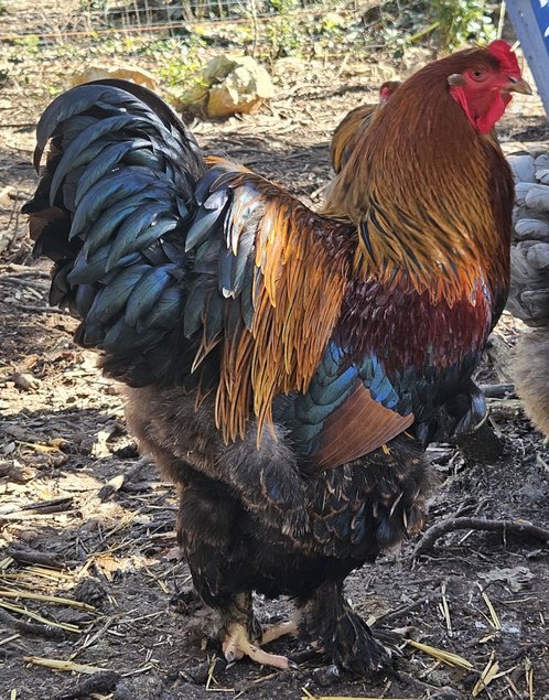 brahma perdrix maille doré/ doré bleu / doré blanc