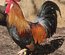 leghorn doré bleu