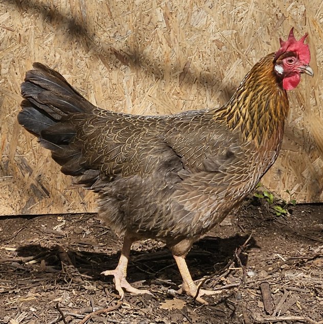 leghorn doré bleu