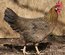 leghorn doré bleu