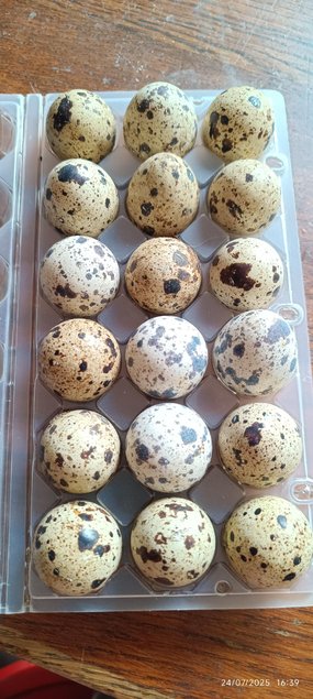oeufs de caille du Japon souche lourde Jumbo