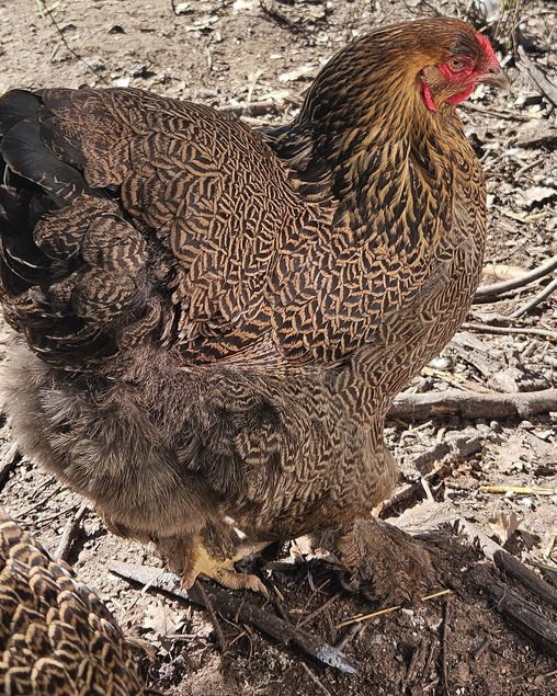 brahma perdrix maille doré/ doré bleu / doré blanc
