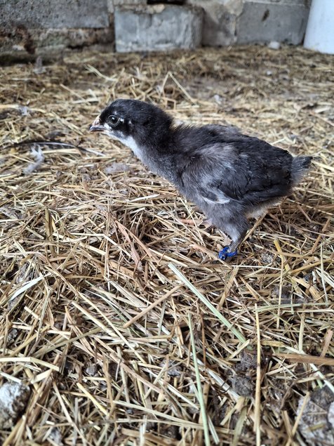 Poule du Berry