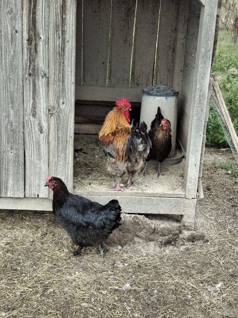 Marans cuivré