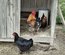 Marans cuivré