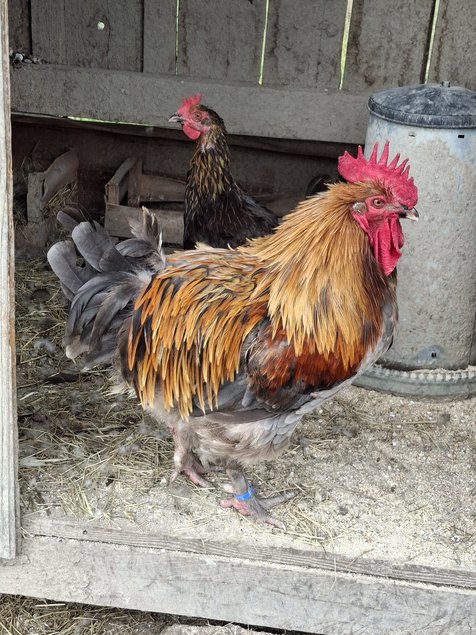 Marans cuivré