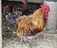 Marans cuivré