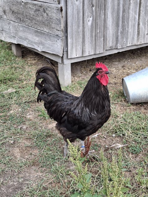 Poule du Berry