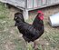 Poule du Berry