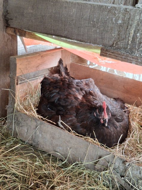 Poule du Berry