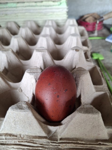 Marans cuivré