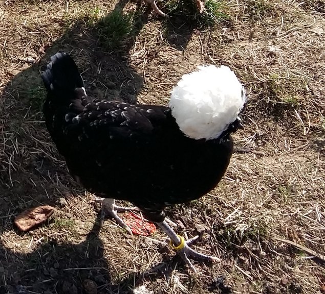 HOLLANDAISE HUPPE BLANCHE TRICOLORE/CAILLOUTE/NOIRE GRANDE RACE