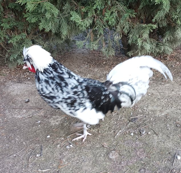 HOLLANDAISE HUPPE BLANCHE TRICOLORE/CAILLOUTE/NOIRE GRANDE RACE