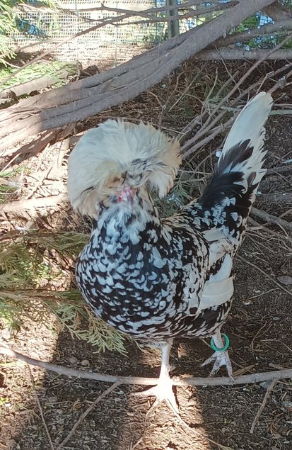 HOLLANDAISE HUPPE BLANCHE TRICOLORE/CAILLOUTE/NOIRE GRANDE RACE