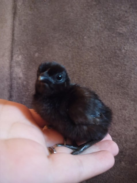 Ayam Cemani Tata Cocottes