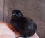 Ayam Cemani Tata Cocottes