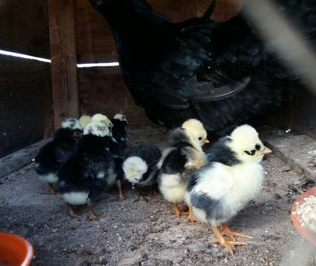 HOLLANDAISE HUPPE BLANCHE TRICOLORE/CAILLOUTE/NOIRE GRANDE RACE
