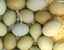 Oeufs olive egger et easter egger à couver