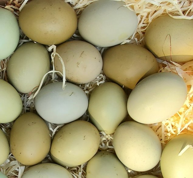 Oeufs olive egger et easter egger à couver