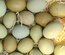Oeufs olive egger et easter egger à couver